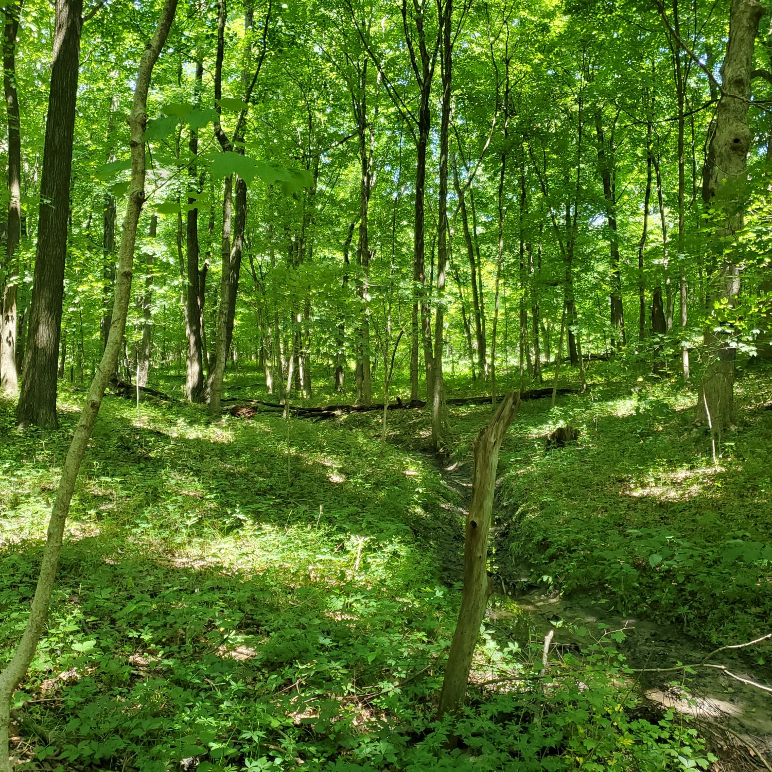 Lick Creek Wildlife Preserve 